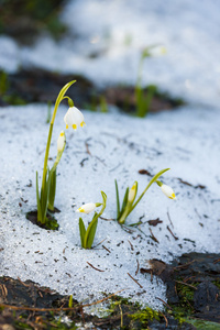 春天雪花在雪中