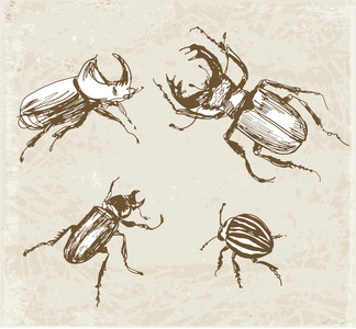 甲虫的草图