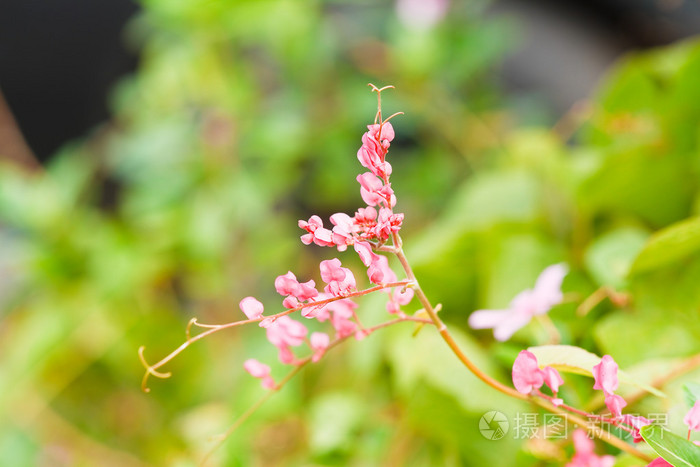 在花园里美丽的粉红色花朵