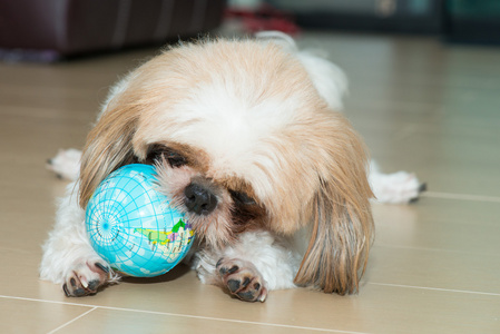 一只狗的肖像玩世界球