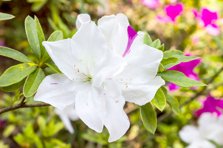 tibouchina 花