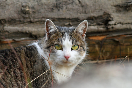 斑驳的家猫