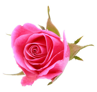 粉红色的玫瑰头花