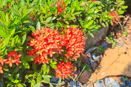  ixora coccinea flower4