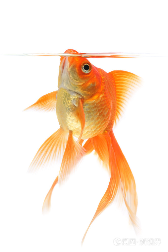 在白色背景上的金鱼