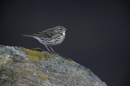 草地鹨 草地早熟禾 anthus