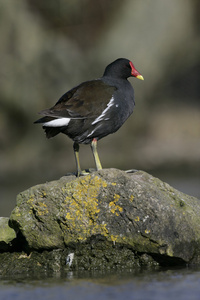 moorhen，gallinula chloropus