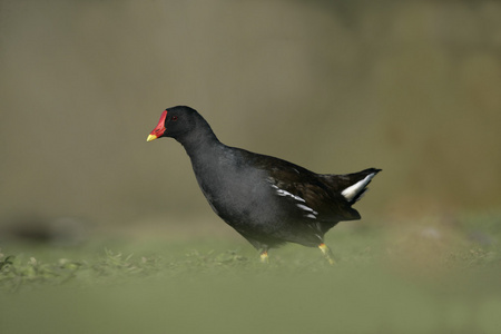 moorhen，gallinula chloropus