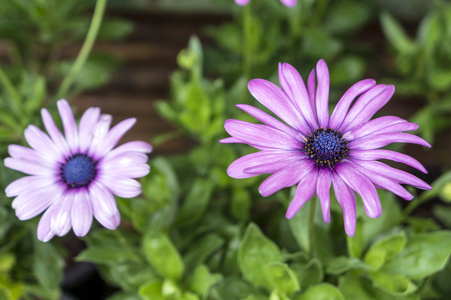 紫色 osteospermum