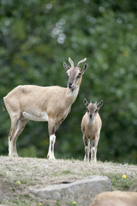 markhor 只山羊，山羊康利