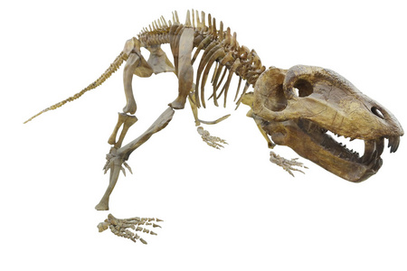 恐龙的骨架