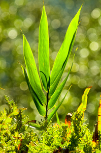 植物生长