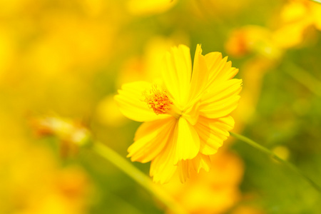 黄波斯菊花卉