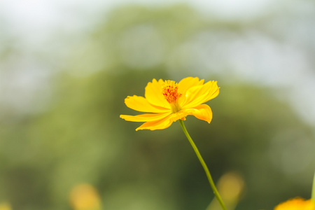 黄波斯菊花卉