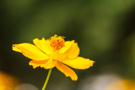 黄波斯菊花卉