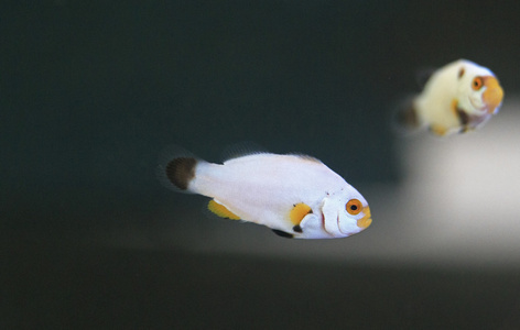 在水族馆的小 anemonefish