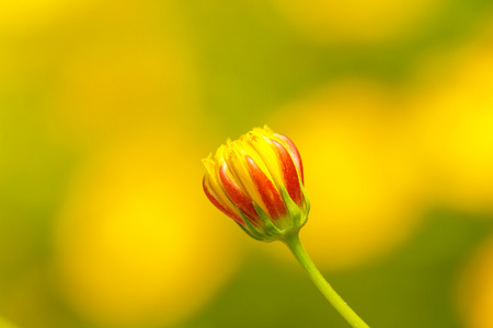 黄波斯菊花卉