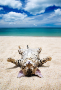 海滩上的猫