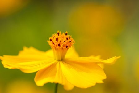 黄波斯菊花卉