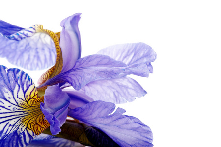 蓝色鸢尾属植物的一朵花的花瓣图片