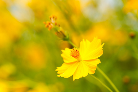 黄波斯菊花卉