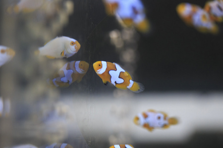 在水族馆的小 anemonefish