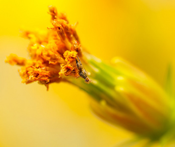 黄波斯菊花卉