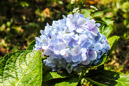 绣球花盛开