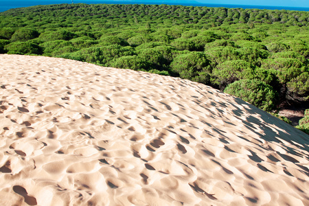 bolonia 海滩 省卡迪斯 安达卢西亚 脊柱的沙丘