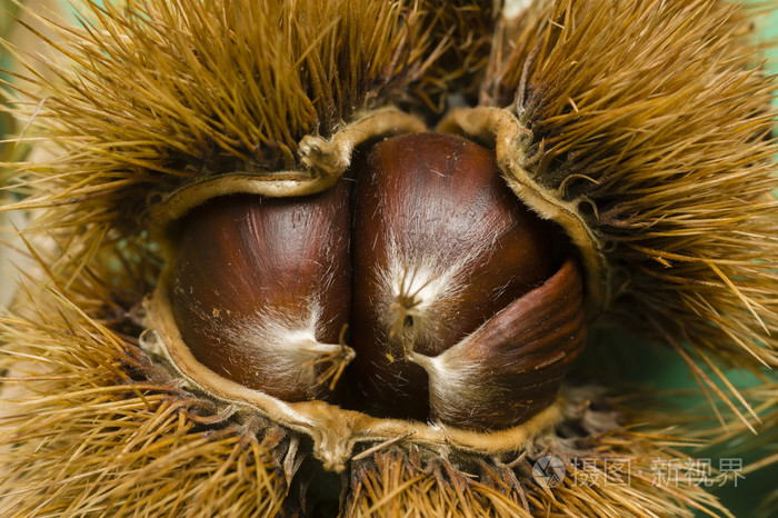 在棘手的外壳栗子