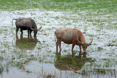 水牛吃草，在野生动物保护