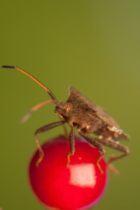 甲壳虫昆虫图片