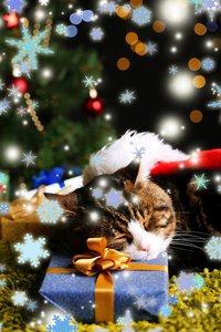 可爱的猫咪躺在地毯上，圣诞节装饰