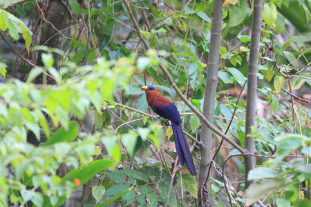 黄嘴 malkoha phaenicophaeus calyorhynchus 在印尼北苏拉威西