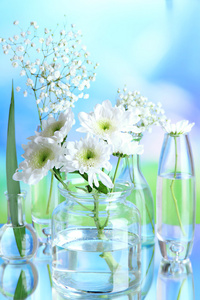 植物在自然背景下的各种玻璃容器。