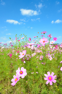 波斯菊花海和蓝蓝的天空