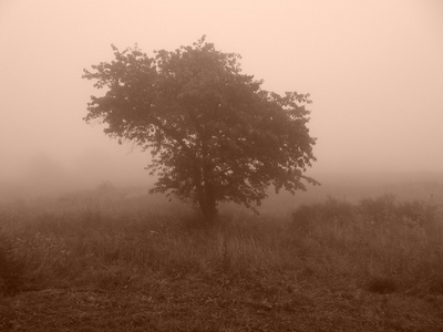雾中的树