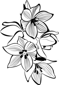 兰花盛开的女士兰花时尚简单的花卉图案