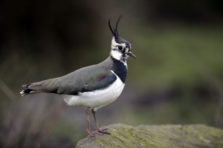 北田凫，vanellus vanellus