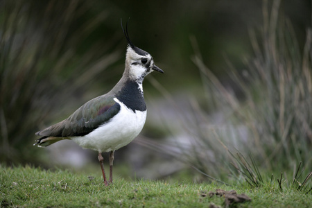 北田凫，vanellus vanellus