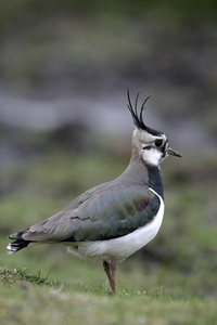 北田凫，vanellus vanellus