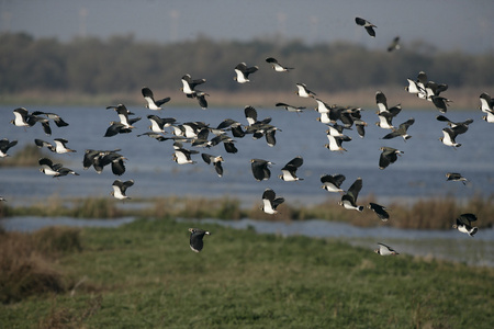 北田凫，vanellus vanellus