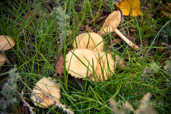 在林间空地上的野生蘑菇