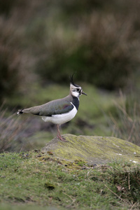 北田凫，vanellus vanellus