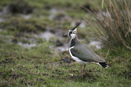 北田凫，vanellus vanellus