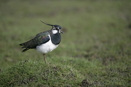 北田凫，vanellus vanellus