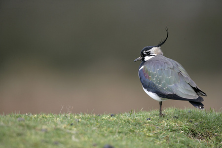 北田凫，vanellus vanellus