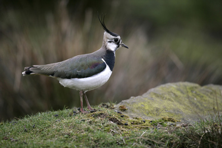 北田凫，vanellus vanellus