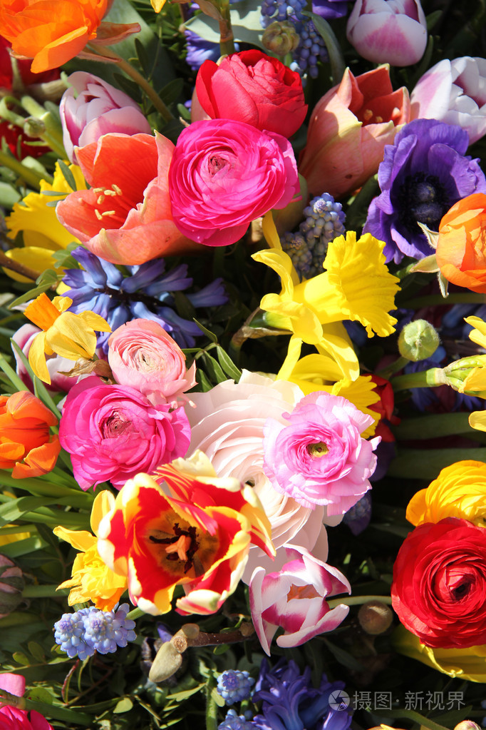 多彩春天的花朵