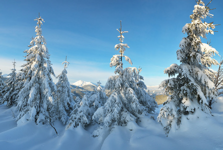 在雪地里的冷杉